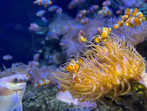 Sea Life Kelly Tarltons - General Admission