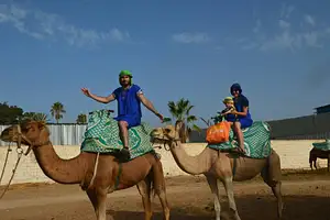 Sunset Camel Ride with Tea and Cakes | From Agadir