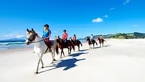 Horse Riding & Wine Tasting | Private Tour From Auckland
