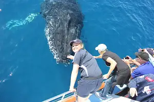 premium whale watching hervey bay