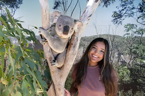 Koala photo Sydney Zoo