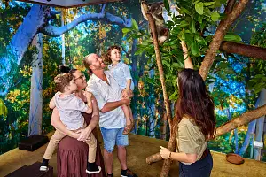 Cairns Koalas & Creatures | with Optional Koala Photo Experience