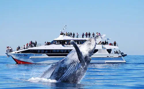 Brisbane Whale Watching Adventure