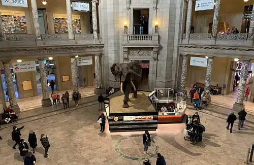 Smithsonian Natural History Museum Private Family Tour in Washington DC