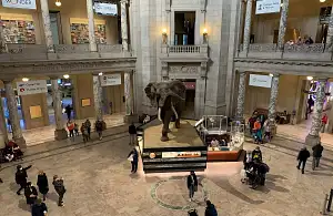 Smithsonian Natural History Museum Private Family Tour in Washington DC