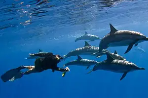 Swim with Dolphins in the Wild