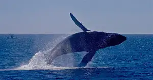 Orange County Whale & Dolphin Watching Cruise from Los Angeles
