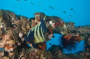 Great Barrier Reef Liveaboard Trip